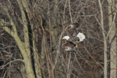 Bald Eagle, Haliaeetus leucocephalus