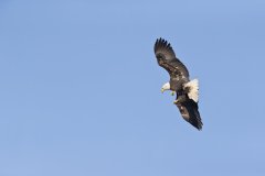 Bald Eagle, Haliaeetus leucocephalus