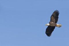 Bald Eagle, Haliaeetus leucocephalus