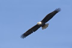 Bald Eagle, Haliaeetus leucocephalus