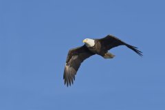 Bald Eagle, Haliaeetus leucocephalus