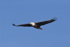 Bald Eagle, Haliaeetus leucocephalus