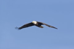 Bald Eagle, Haliaeetus leucocephalus