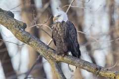 Bald Eagle, Haliaeetus leucocephalus