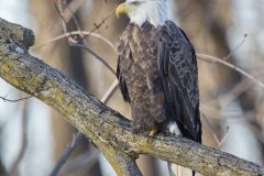 Bald Eagle, Haliaeetus leucocephalus