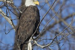 Bald Eagle, Haliaeetus leucocephalus