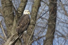 Bald Eagle, Haliaeetus leucocephalus