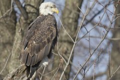 Bald Eagle, Haliaeetus leucocephalus