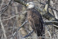 Bald Eagle, Haliaeetus leucocephalus