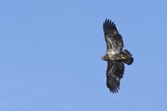 Bald Eagle, Haliaeetus leucocephalus