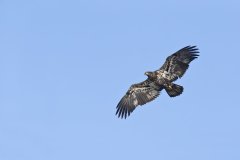 Bald Eagle, Haliaeetus leucocephalus