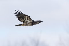 Bald Eagle, Haliaeetus leucocephalus