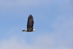 Bald Eagle, Haliaeetus leucocephalus