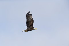 Bald Eagle, Haliaeetus leucocephalus