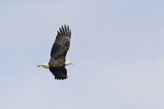 Bald Eagle, Haliaeetus leucocephalus