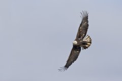 Bald Eagle, Haliaeetus leucocephalus