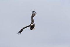 Bald Eagle, Haliaeetus leucocephalus