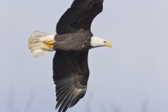 Bald Eagle, Haliaeetus leucocephalus