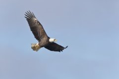 Bald Eagle, Haliaeetus leucocephalus