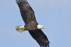 Bald Eagle, Haliaeetus leucocephalus