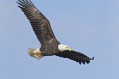 Bald Eagle, Haliaeetus leucocephalus