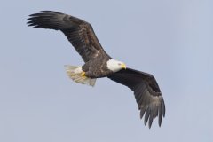 Bald Eagle, Haliaeetus leucocephalus