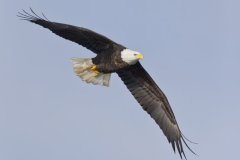 Bald Eagle, Haliaeetus leucocephalus