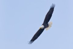 Bald Eagle, Haliaeetus leucocephalus