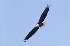 Bald Eagle, Haliaeetus leucocephalus