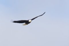 Bald Eagle, Haliaeetus leucocephalus