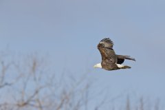 Bald Eagle, Haliaeetus leucocephalus