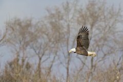 Bald Eagle, Haliaeetus leucocephalus