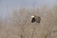 Bald Eagle, Haliaeetus leucocephalus