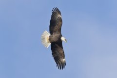 Bald Eagle, Haliaeetus leucocephalus