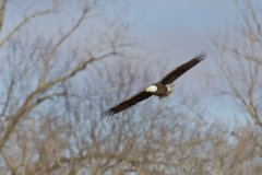 Bald Eagle, Haliaeetus leucocephalus