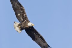 Bald Eagle, Haliaeetus leucocephalus