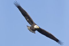 Bald Eagle, Haliaeetus leucocephalus