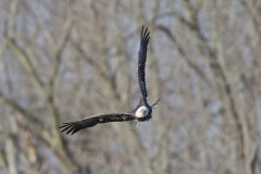 Bald Eagle, Haliaeetus leucocephalus