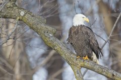 Bald Eagle, Haliaeetus leucocephalus