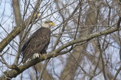 Bald Eagle, Haliaeetus leucocephalus