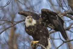 Bald Eagle, Haliaeetus leucocephalus