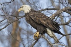 Bald Eagle, Haliaeetus leucocephalus