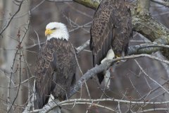 Bald Eagle, Haliaeetus leucocephalus