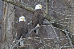 Bald Eagle, Haliaeetus leucocephalus