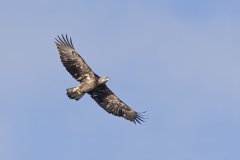 Bald Eagle, Haliaeetus leucocephalus