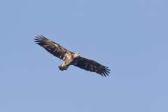 Bald Eagle, Haliaeetus leucocephalus