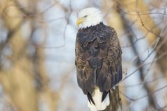 Bald Eagle, Haliaeetus leucocephalus