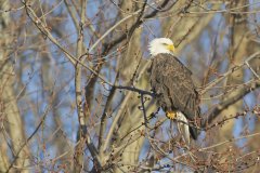 Bald Eagle, Haliaeetus leucocephalus