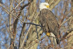 Bald Eagle, Haliaeetus leucocephalus