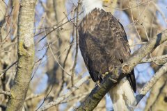 Bald Eagle, Haliaeetus leucocephalus